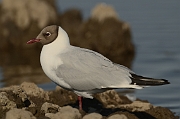 Black-headed gull